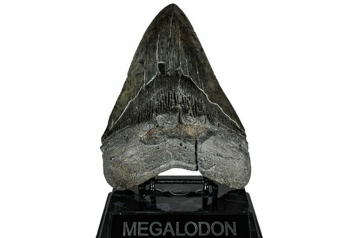 Fossil Megalodon Tooth - Huge River Meg #311874